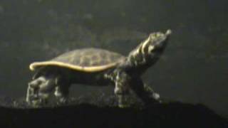 Apalone ferox,  Florida Softshell Turtle