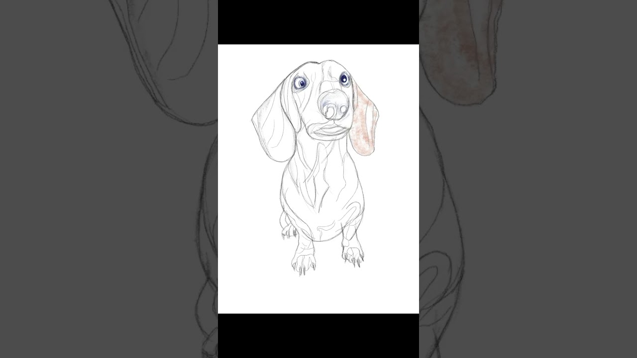 Drawing dog in Procreate YouTube