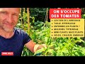 On fait le tour des plants de tomates et on en prend soin - Potager saison 2023