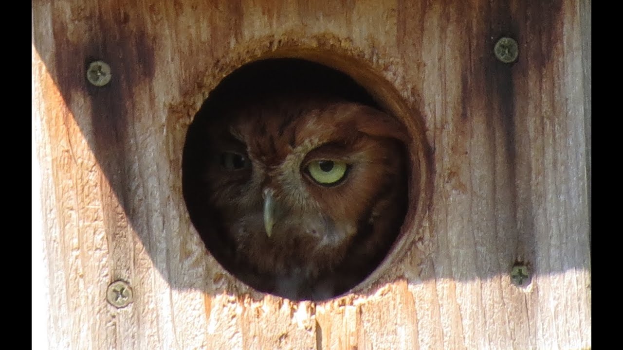 Florida Screech Owl Nest Box Cam Live! - YouTube