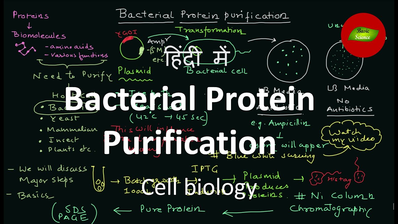 Bacterial Protein expression and Purification in Hindi Protein