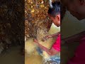 AKAR SAWIT MENGANDUNG JUTAAN DEBU EMAS!!!!!!!