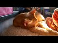 お昼寝祭り あびちゃんver. 20190114 猫 アビシニアン Abyssinian cat cute