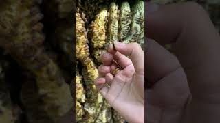 Pure Golden Honey Harvesting / Fresh Honeycomb Flow 🍯🐝 #shortsvideo