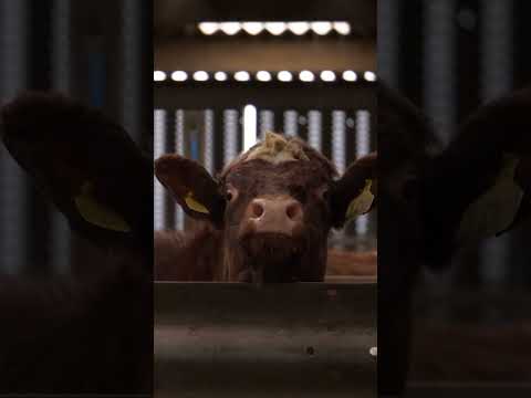 Crofting Agricultural Grant Scheme CAGS