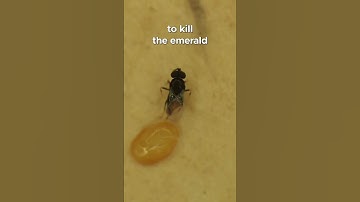 Epic #insect battle to save the trees 🐝🌳 || #savethetrees #wasp #climatechange #biocontrol #epic