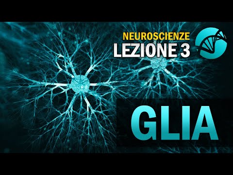 Le Cellule Gliali | NEUROSCIENZE - Lezione 3