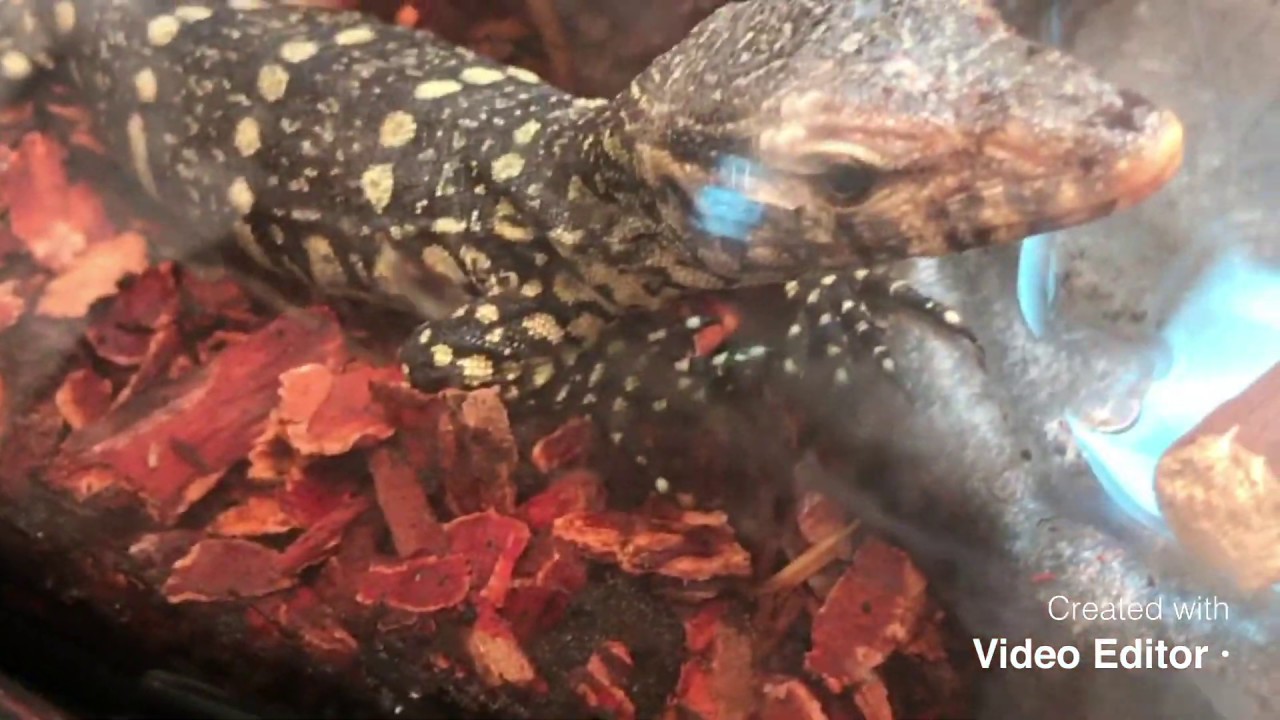 Ornate nile unboxing video from LLL Reptiles - YouTube