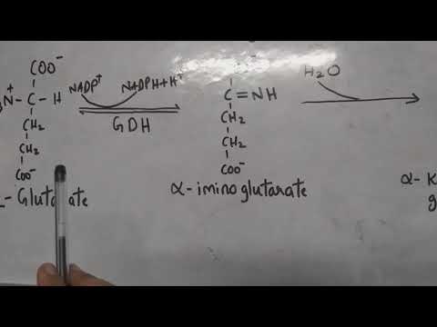 DEAMINATION-OXIDATIVE DEAMINATION