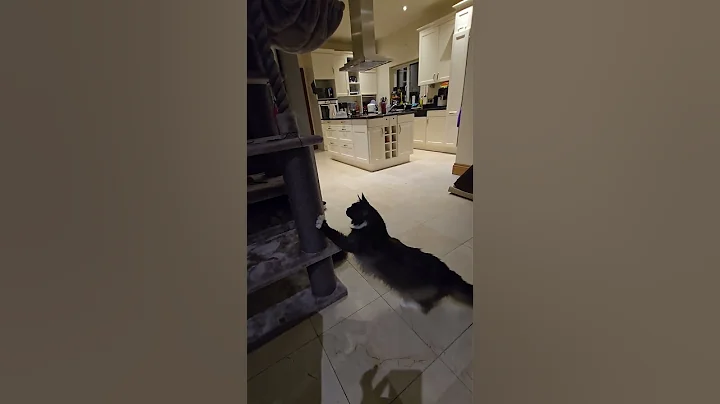 Video 11656711: mainecooncat mainecoons, mainecoon ragdollcat