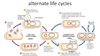 bio367-Genetics-Transduction