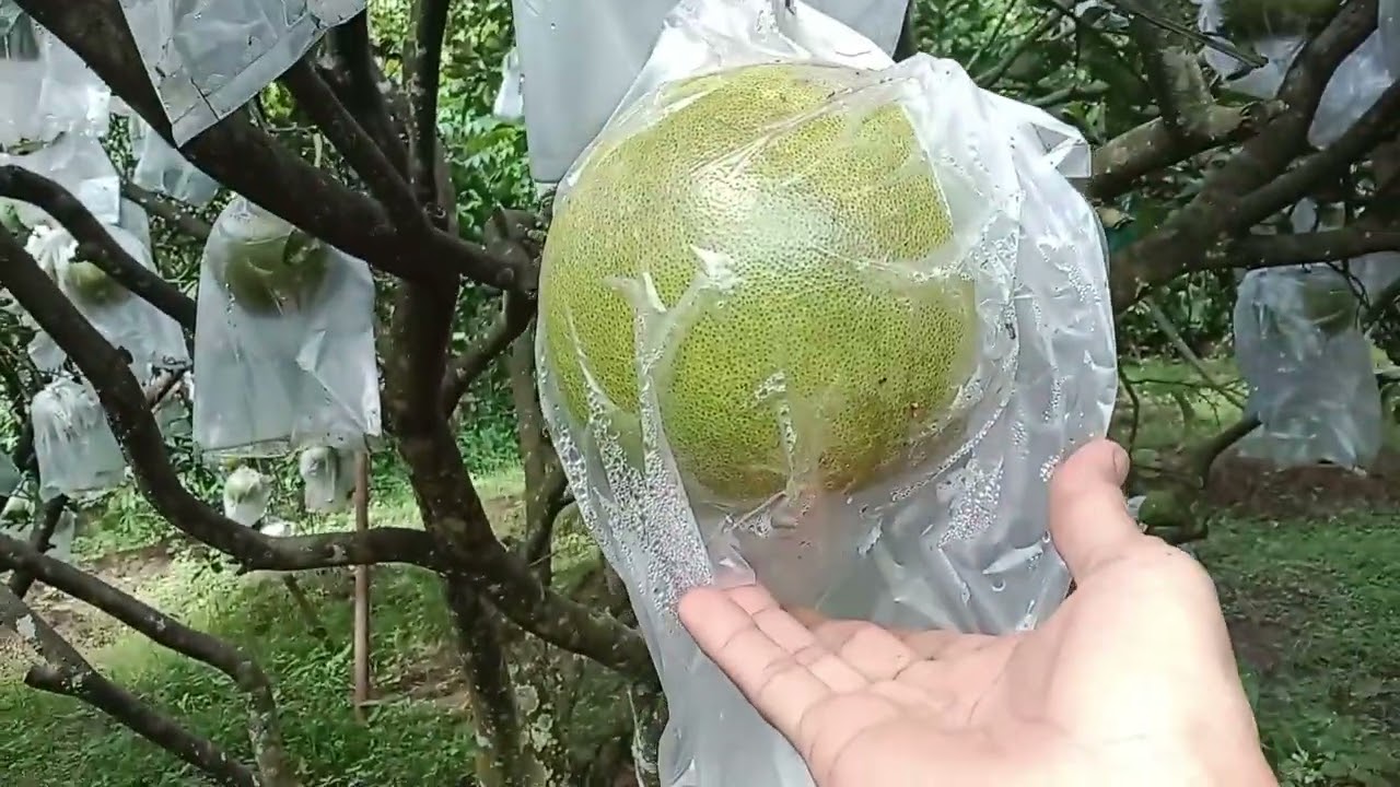 Keunggulan Jeruk Adasduku. 