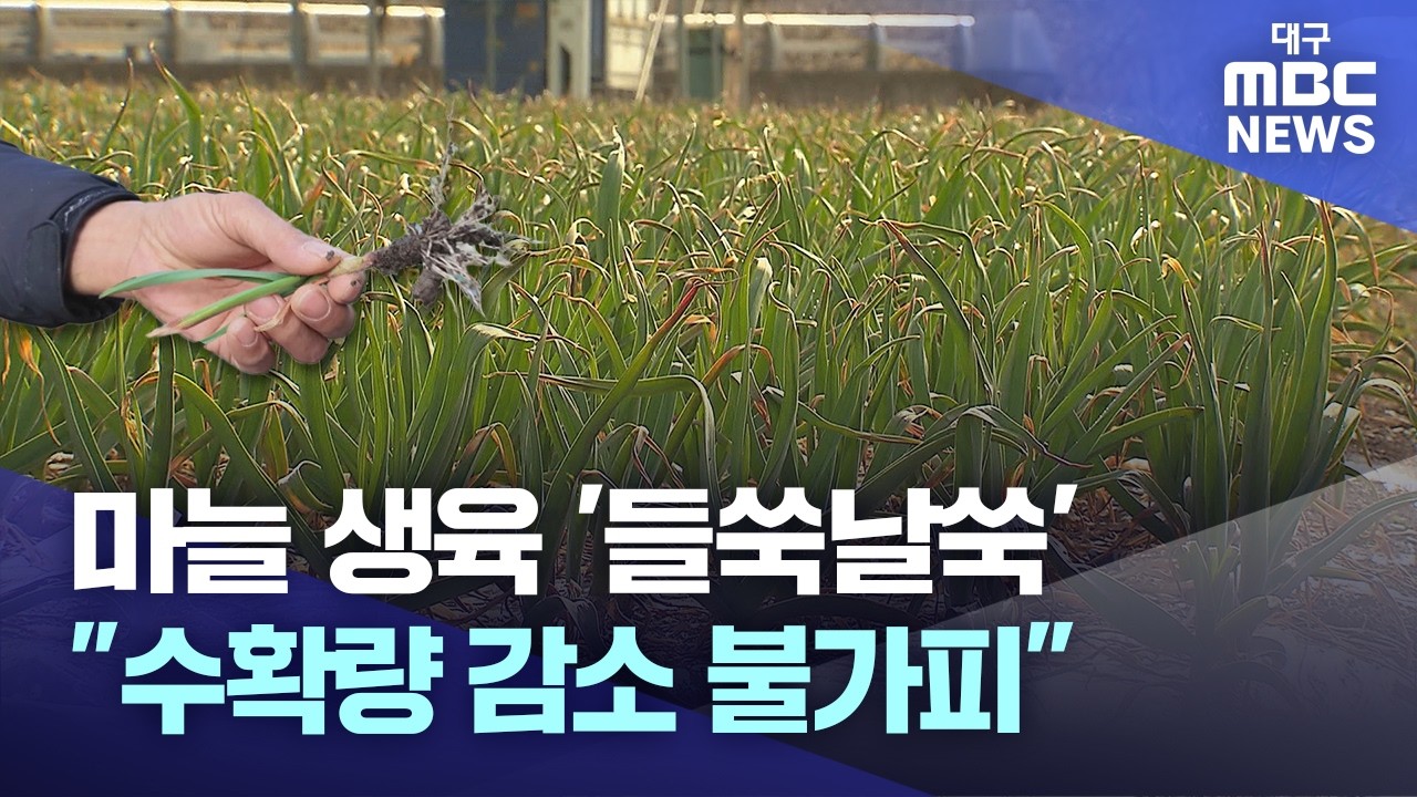 마늘 생육 '들쑥날쑥' 