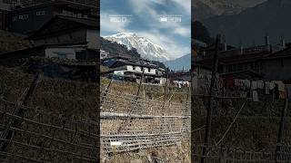 #nature  #sikles #shortsfeed #shortvideo #shorts #viral