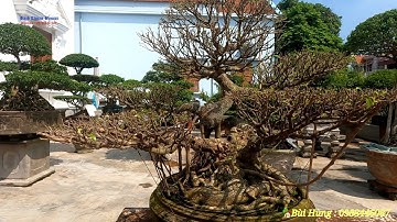 Chia sẻ Cây sanh cổ của nhà vườn Bùi Hùng Đông hưng Thái bình