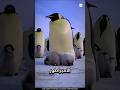 البطريق الإمبراطور في أنتاركتيكا معلومات غريبة 