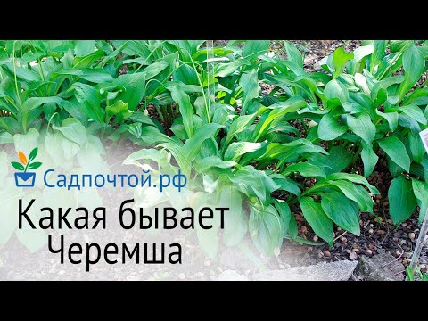 Черемша - какой из трех видов черемши лучше выращивать?