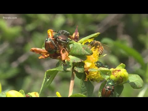 Video: Japanese Beetle On Roses: Paano Kontrolin ang Japanese Beetle On Roses
