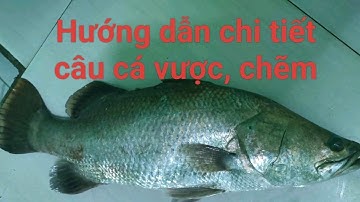 Hướng dẫn câu cá chẽm, cá vược đơn giản, hiệu quả 100% .