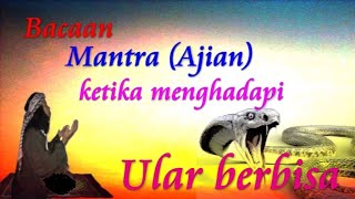 Mantra (Ajian) Reading When Facing a Poisonous Snake