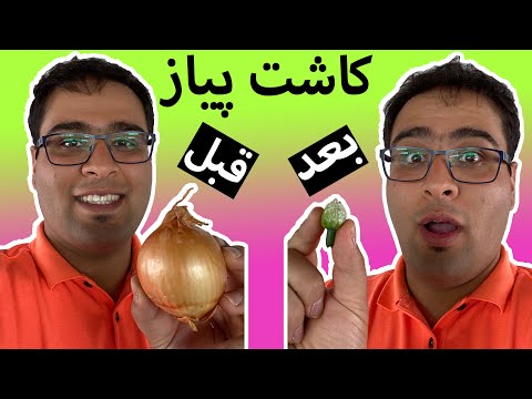 تصویری: چگونه می توان به پیاز Velikie رسید