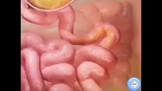 Sistem Pencernaan || Ardhia Channel