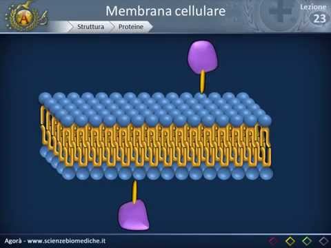 Membrana cellulare - Struttura