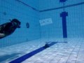 PROVA FUCILI ARBALETE IN PISCINA