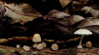 Download Lagu Mistabishi - Smashed MP3