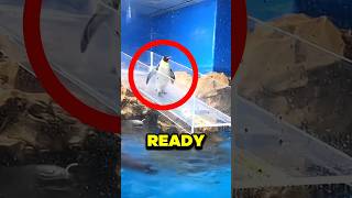 This Penguin Tried To Impressed Everyone