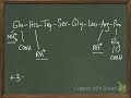 Calculating the pI of a peptide - Ch 3 #11b