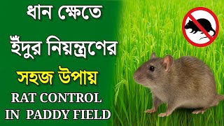 Easy Way to Control Rats in Paddy Field | Rat Control in Paddy Field |