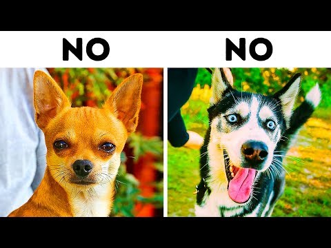 Video: 12 grandes razas de perros que no son tan geniales con los niños