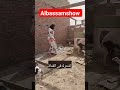 الفنان أيوب طارش عبسي بكر غبش 
