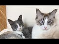 【保護猫カフェ再オープンから1年…🐱】Smile to Heart 【譲渡型保護猫カフェ】ねこまる がライブ配信中!