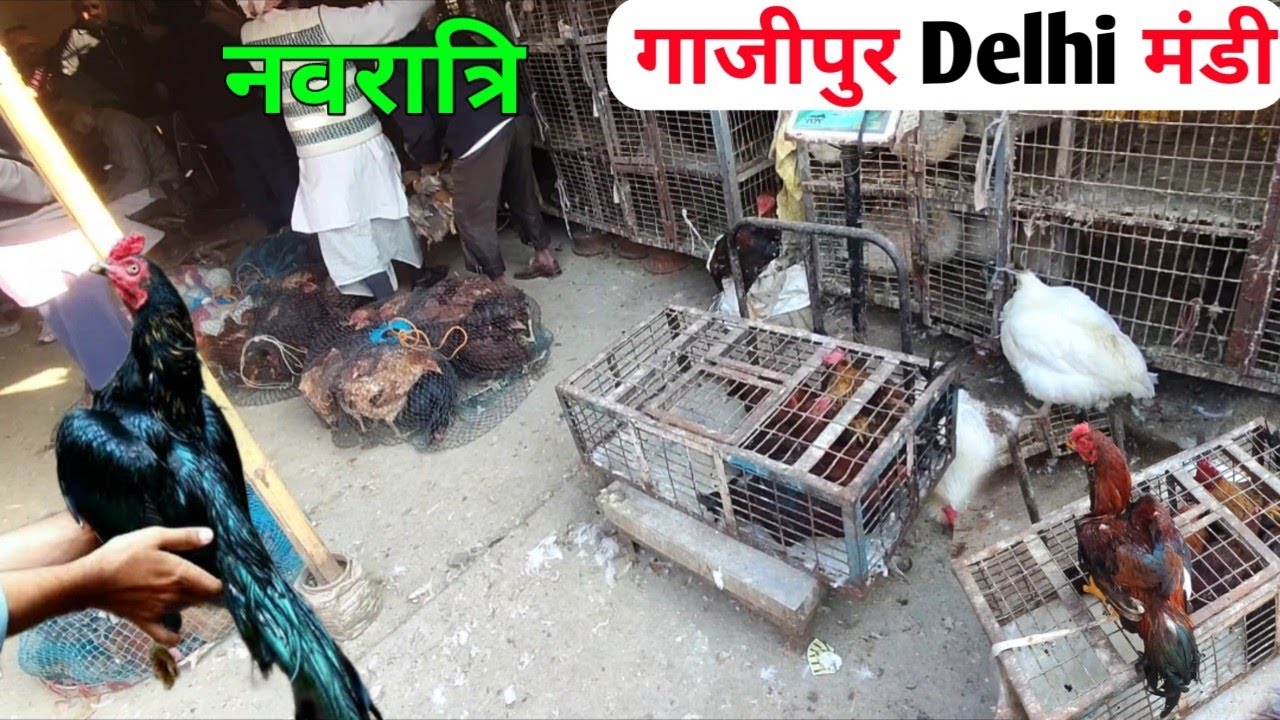 Gazipur Murga Mandi Rete Today 2025 नवरात्रि| gazipur murga mandi chicken market