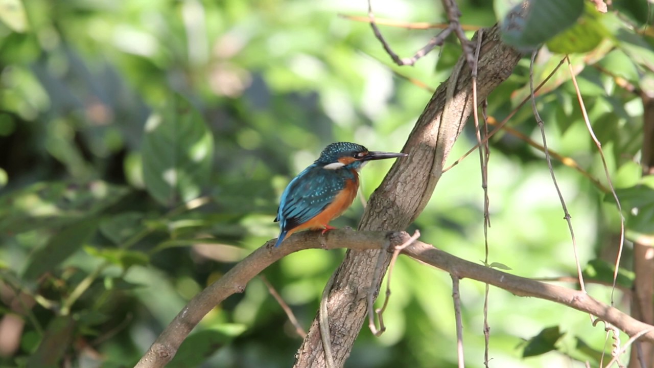 翠鳥 Common Kingfisher Youtube