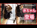 レッサーパンダ双子の赤ちゃん　もぐもぐタイムでピィーと鳴き声・保定の仕方 Red Panda twin cubs