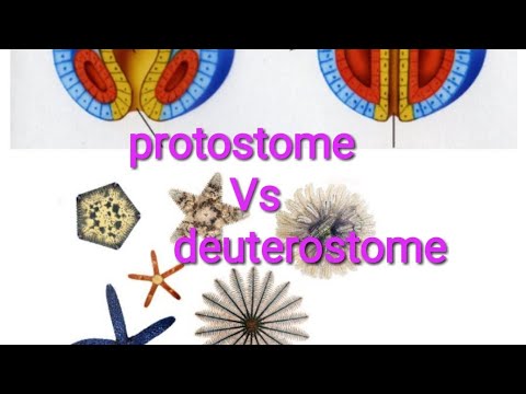 deuterostome protostome