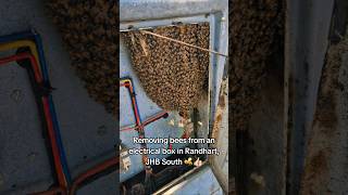 #bee #beekeeper #beekeeperlife #beekeeping #beeremoval #catchbox #savethebees #honey #beeslife