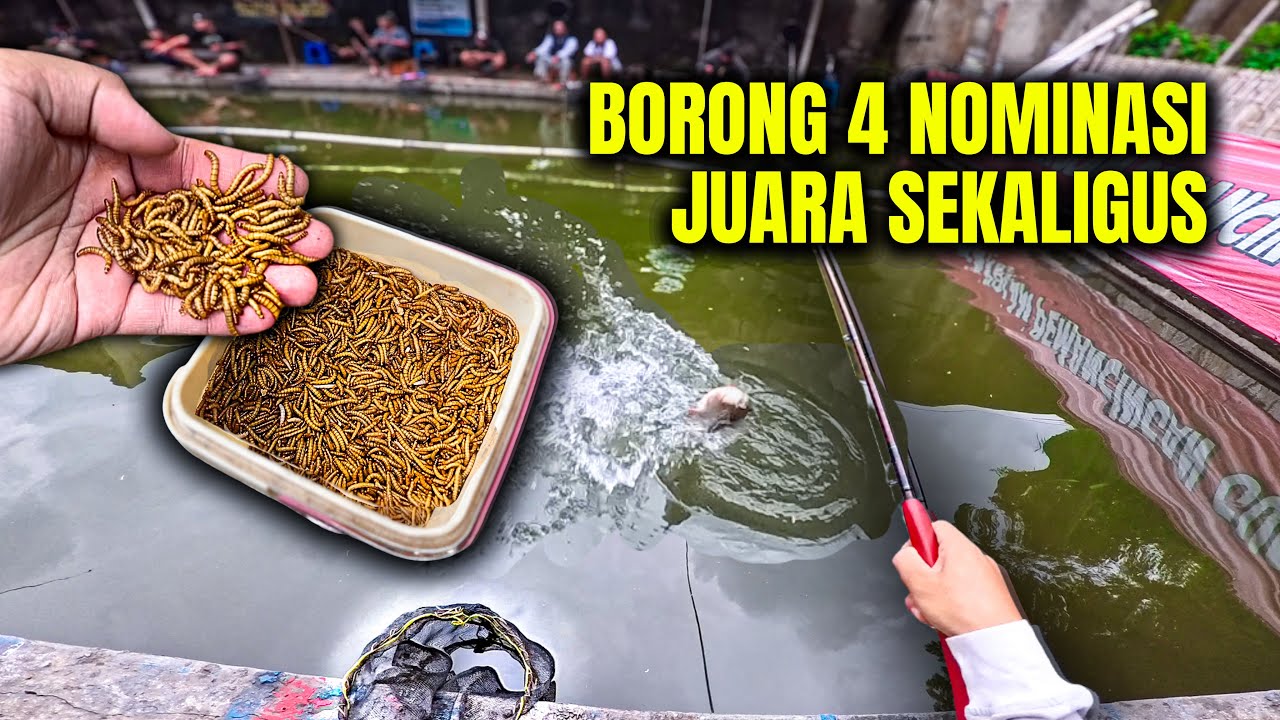 BORONG 4 JUARA SEKALIGUS!  Galatama Bawal Pake Ulat Hongkong dan Essen DHA