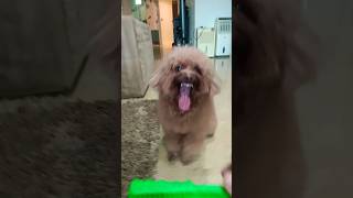 'lion smile roar'harry's trick #dog #shortvideo #poodle