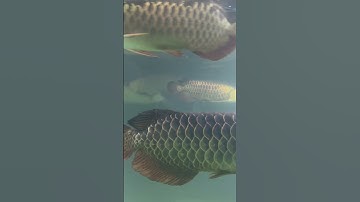 Cá rồng Hồng Anh Củ Chi #2025 #2026 #saigon #coffee #travel #carrong #honganh #nature #cuchi