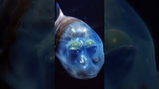 The Ocean Created Something Impossible