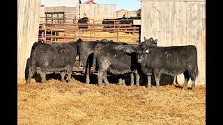 Delorme Ranch - 5 NVB Straight Angus Heifers - 2025 born