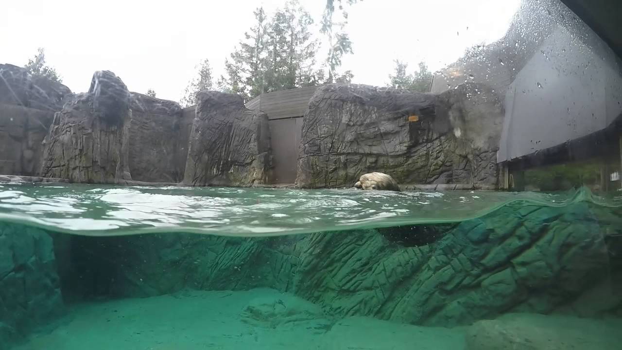 Vancouver Aquarium - YouTube