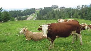 Pomoč Pri Spravilu Govedi V Hribe 2024 A