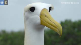 Waved Albatross Dances | Galápagos | Lindblad Expeditions-National Geographic