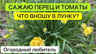 САЖАЮ ПЕРЦЫ, ТОМАТЫ / ЧТО ВНОШУ В ЛУНКУ?