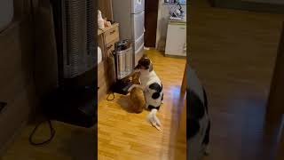 Dog and Cat Warm Up in Front of Heater